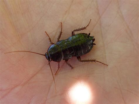 oriental cockroach identification behavior  control