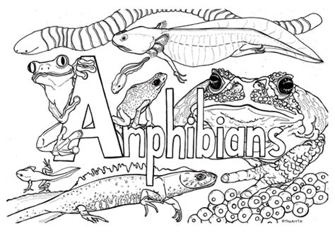 animal classification colouring activity sheets teaching resources