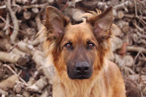 Stunning German Shepherd/ Belgian Malinois Mix