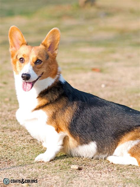 pembroke welsh corgi coat colors coats  colors