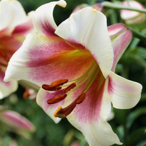Lilium