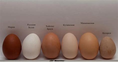 Какие яйца лучше — белые или коричневые? | Пикабу