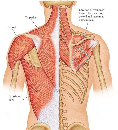 Posterior Back Muscles