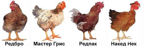 Все о цветных бройлерах: описание и характеристики пород, кормление ...