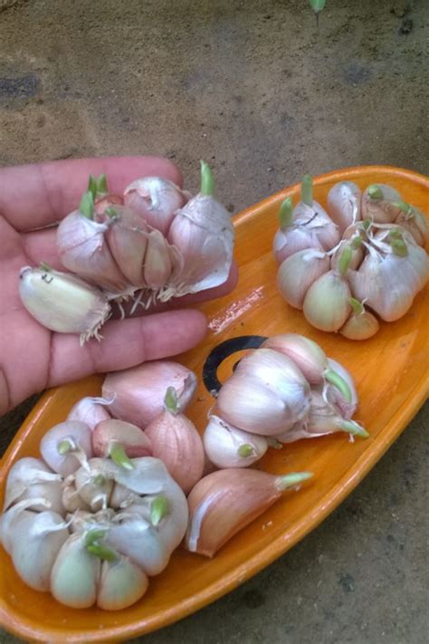 how to plant garlic cloves 9
