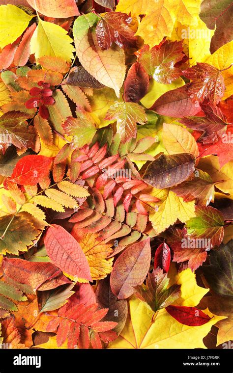 leaf colour leaves coloured colourful gorgeous multifarious richly