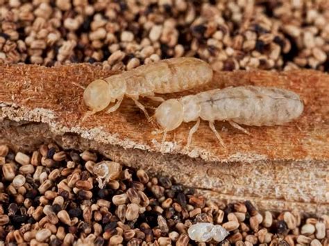 Termites In Arizona - Moxie Pest Control, Termite Control & Local Pest