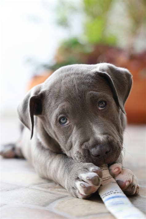 Pit Bull Dog Photos, Download The BEST Free Pit Bull Dog Stock Photos