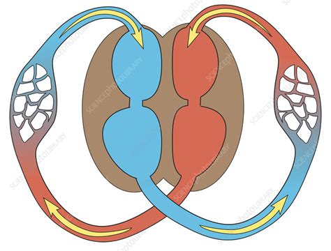 Function of heart, illustration - Stock Image - C059/3227 - Science ...