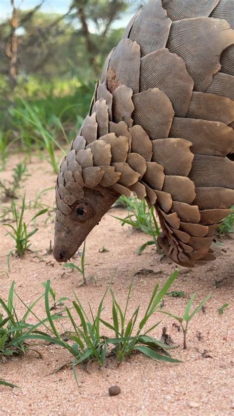 WWF Namibia (@wwfnamibia) • Instagram photos and videos