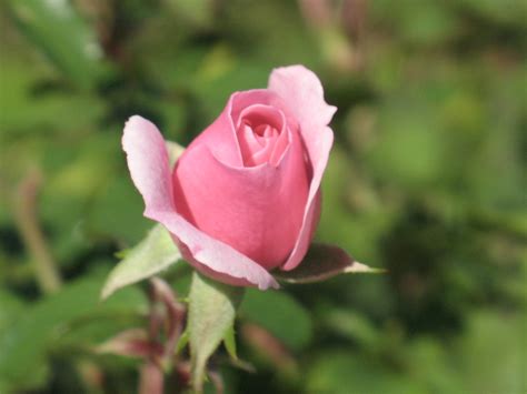 how to care for a mini rose bush indoors