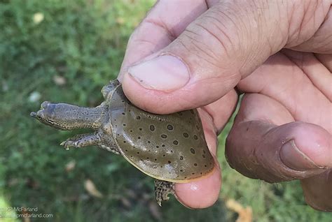outdoor radio spiny softshell turtles vermont center  ecostudies