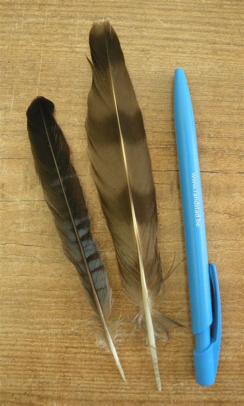 feather identification  myskullcabinet  deviantart