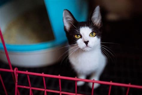 Как приучить котенка к лотку в квартире: быстро и легко