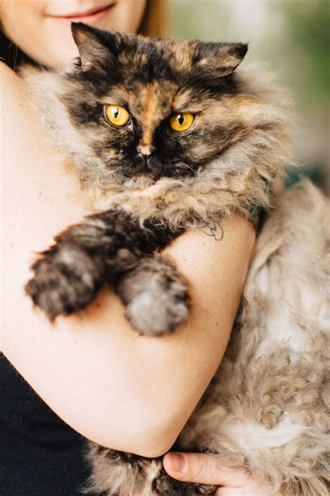 Curly Hair Cats Breed at Hannah Josephine blog