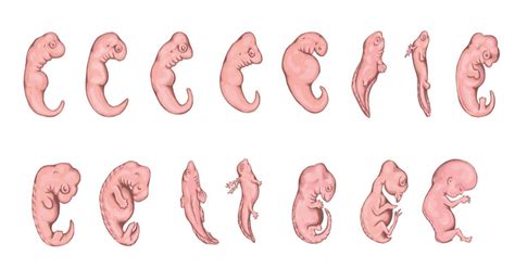 O Que São Animais Vertebrados