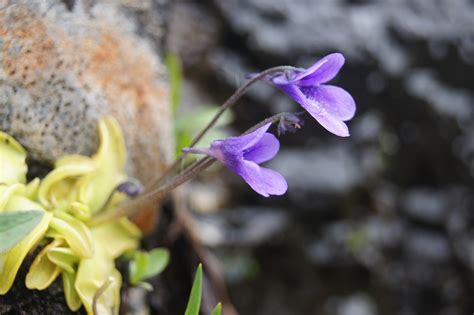 Common Butterwort (Pinguicula vulgaris) | nwwildflowers