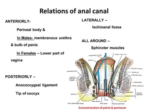 analcanal anatomy aspects  surgery