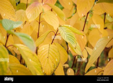 autumn leaves turning yellow stock photo alamy