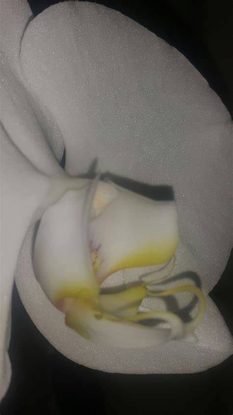 plant physiology - What makes the flowers glow? - Biology Stack Exchange