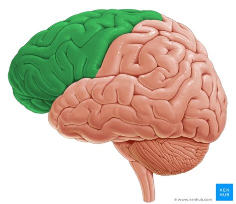 frontal lobe anatomy function  clinical relations kenhub