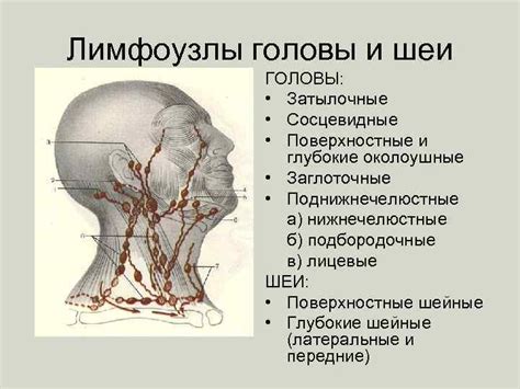 Лекция 20 Функциональная анатомия лимфатической системы SYSTEMA