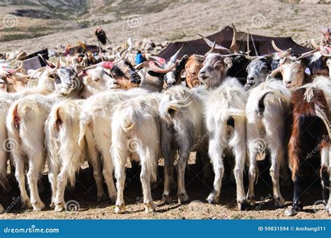 Goats of Nomads at Korzok Village Near Tsomoriri Lake, Ladakh, India ...