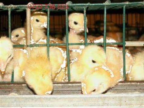 pui de curca curcani de  zi bucuressti ilfov avicola id