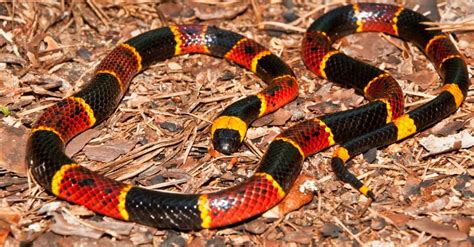 Coral Snakes in Texas - A-Z Animals