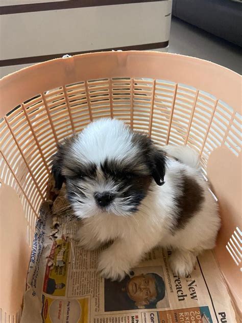 Como Cuidar De Um Shih Tzu De 45 Dias - Como cuidar de um shih tzu de 45 dias