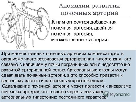 Презентация на тему: "На тему: Адаптивные изменения почек при различных ...