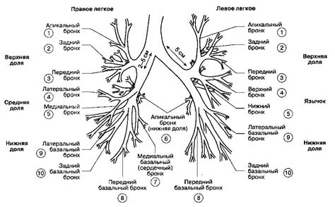 Бронхи анатомия — 24Radiology.ru
