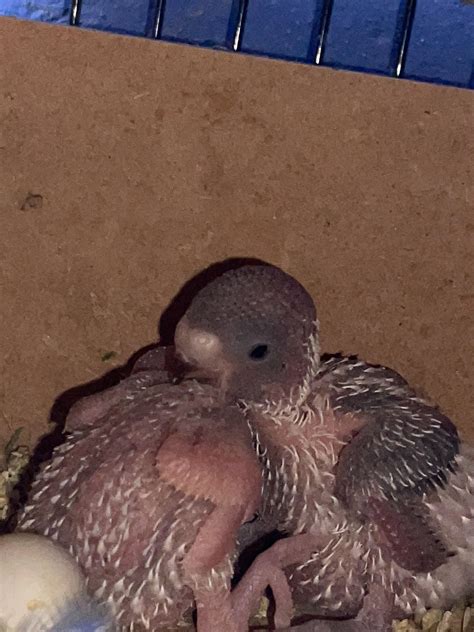 There growing so fast 😍💚 : r/budgies