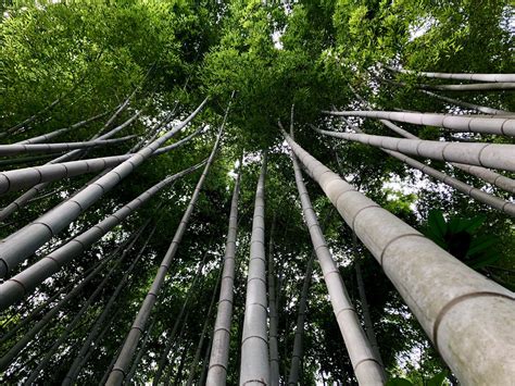 326 best Bamboo Forest images on Pholder | Japanpics, Pics and Earth Porn