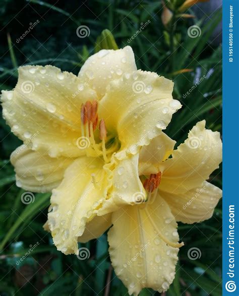 Tender Yellow Lilies after Rain Stock Photo - Image of background