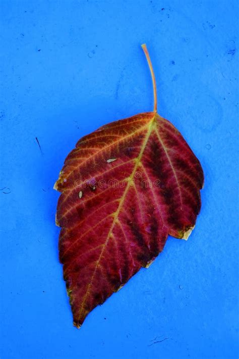 detailed closeup  single fall leaf  background stock image