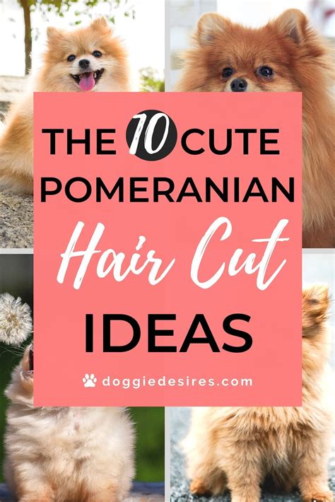 10 Pomeranian Hair Cut Ideas | Pomeranian haircut, Pomeranian puppy