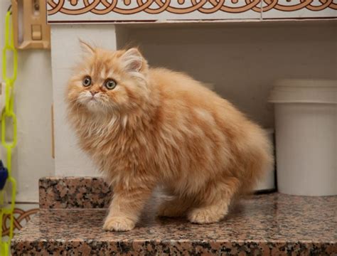 Orange Persian Cat Breed: Info, Pictures & Facts - Catster