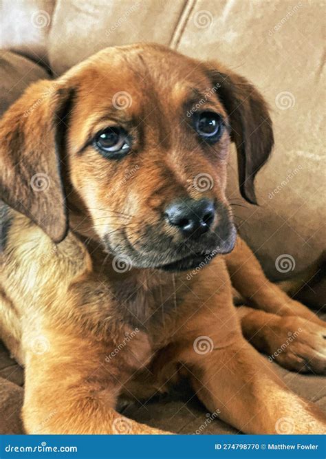 Boxador Puppy Looking Cute - Labrador Boxer Mix Stock Photo - Image of