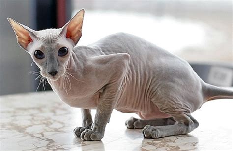 8 Jenis Kucing Tanpa Bulu Selain Kucing Sphynx - Blog Kucing Sphynx