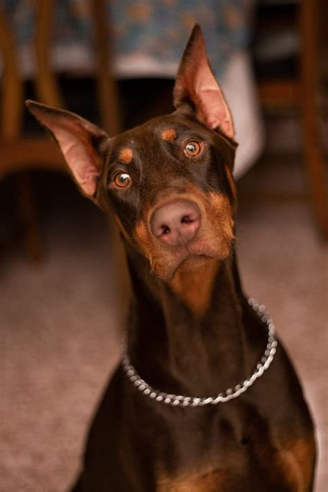 Doberman Pinscher Origin. AND HEALTH CONCERNS FOR THIS AGILE… | by T. V ...