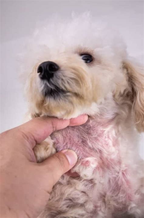how to get rid of dog yeast infection on skin