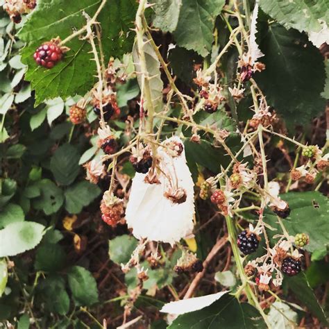 Lili Saintcrow | Bitter Berries