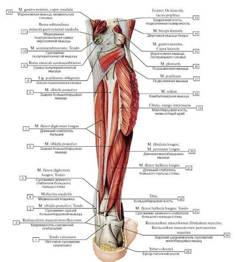 МЫШЕЧНАЯ СИСТЕМА | Medical anatomy, Human skeleton anatomy, Muscle anatomy