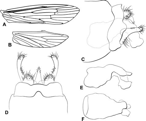 Fourteen new species of Oecetis McLachlan, 1877 (Trichoptera