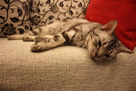 Ленивый кот на диване 82 фото