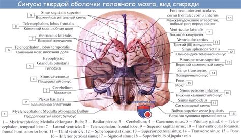 Анатомия: Синусы твердой оболочки, sinus durae matris. Поперечный синус ...