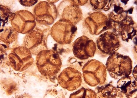 Spores of Horneophyton