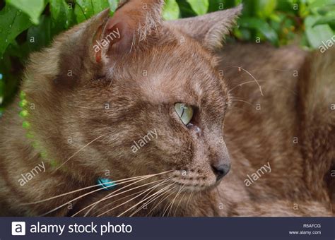 brown cat   tree  garden stock photo alamy