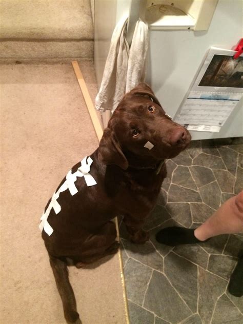 Chocolate lab halloween costume – Artofit